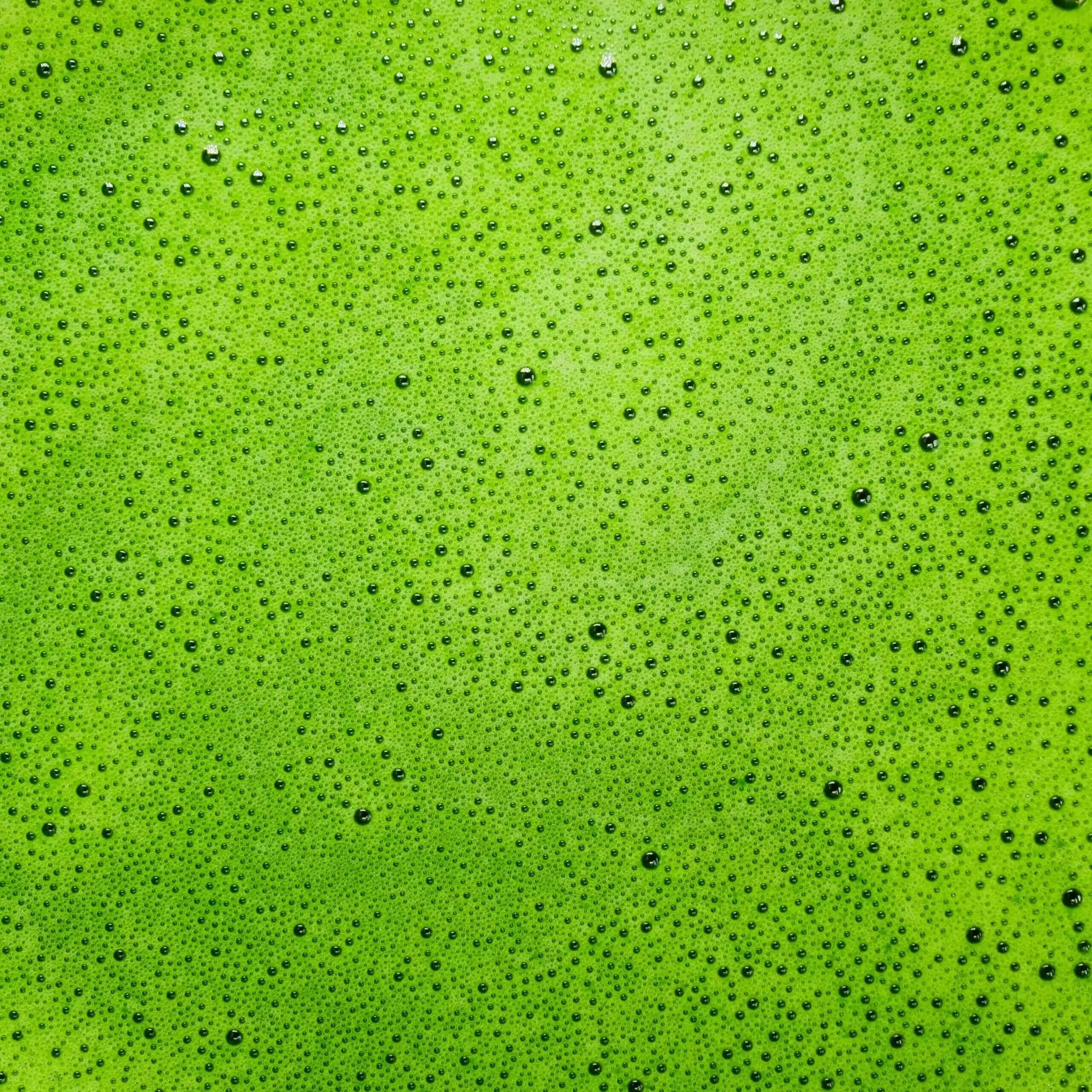 Shirakawa Ceremonial Matcha Green Tea