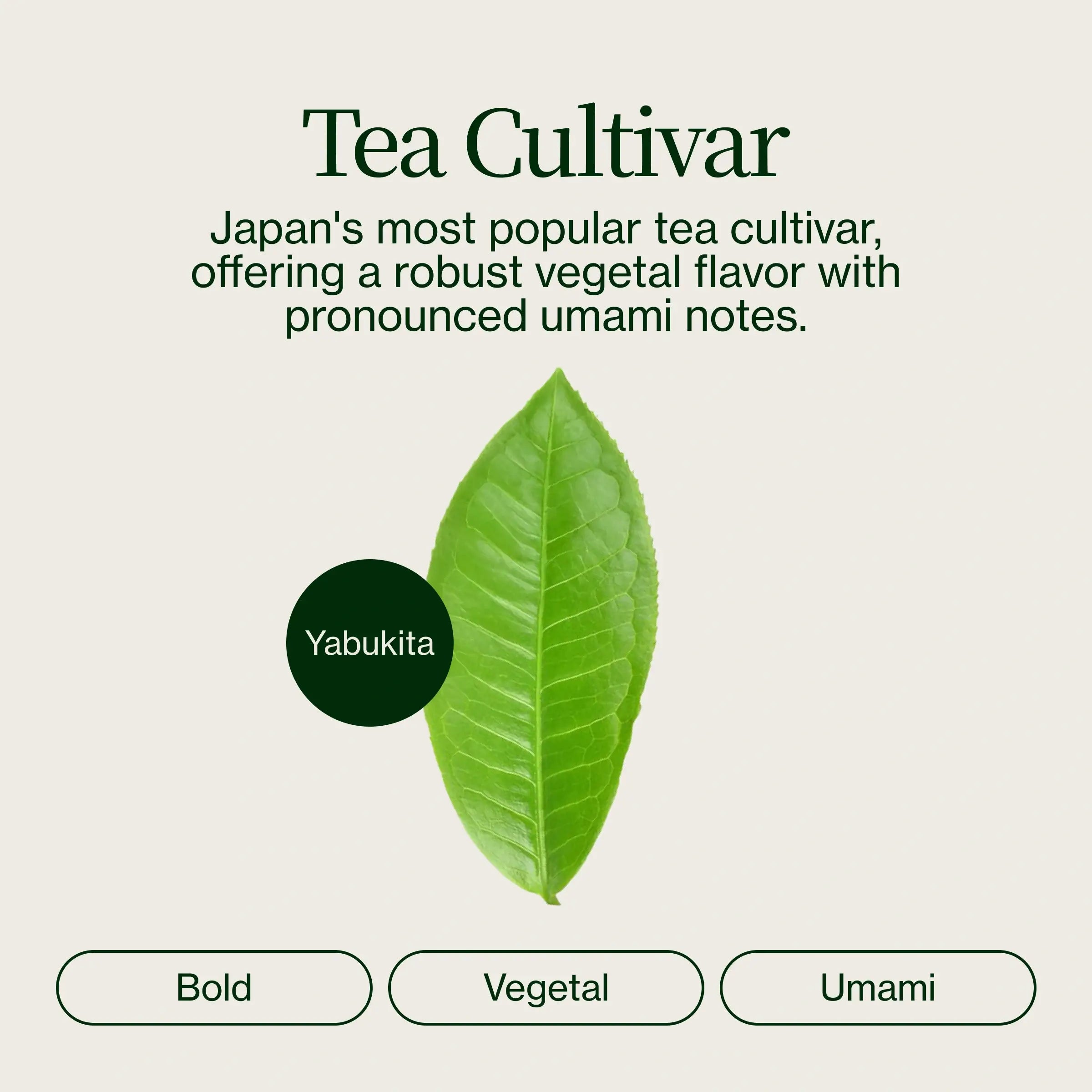 Asamiya Yabukita Matcha