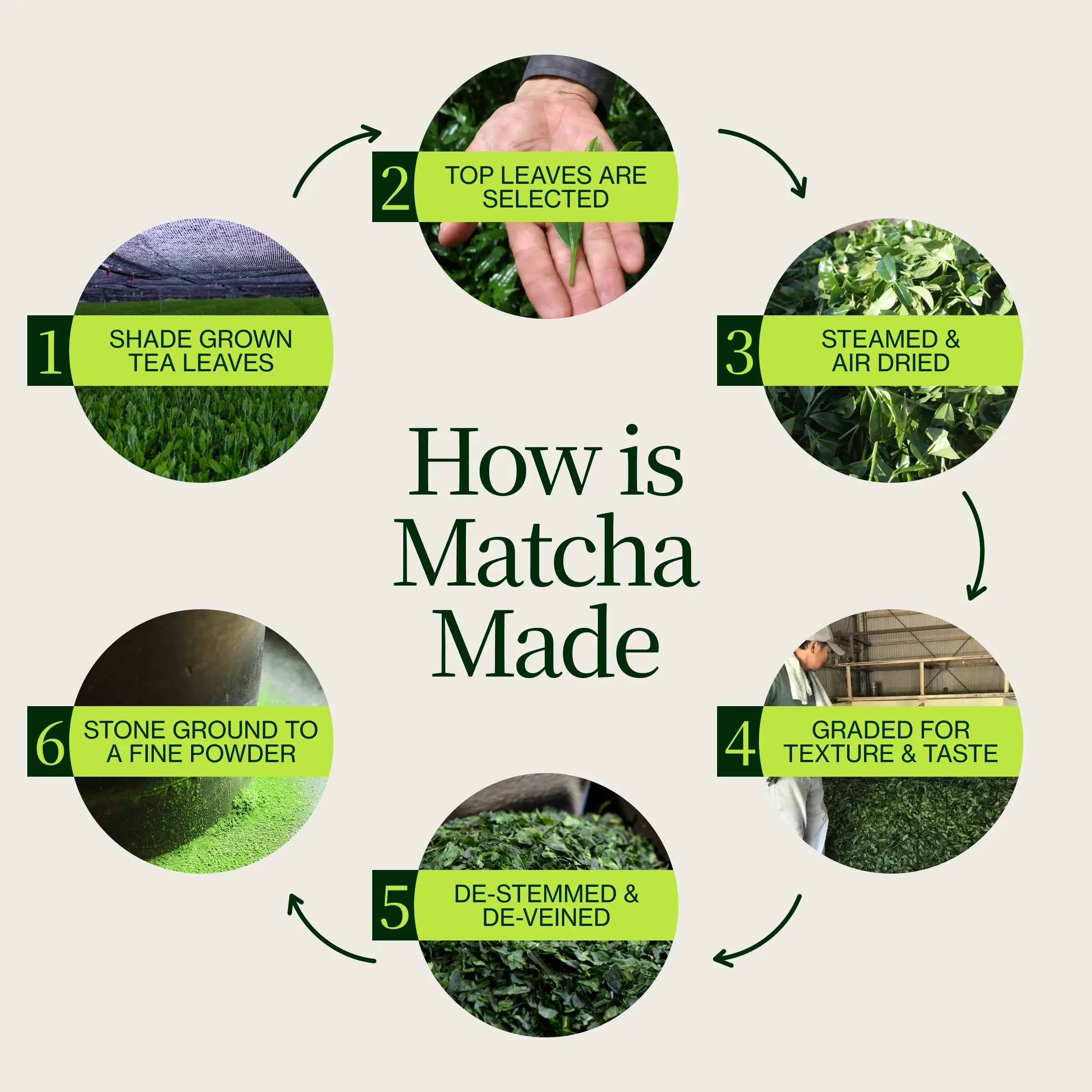Asamiya Yabukita Matcha