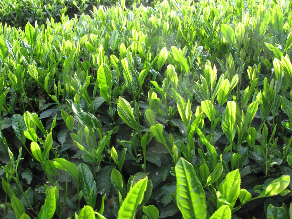 Wakatake Matcha - Iced Tea or Latte Grade